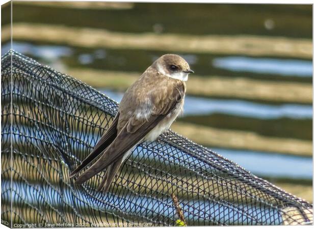 Sand Martin Canvas Print by Jane Metters