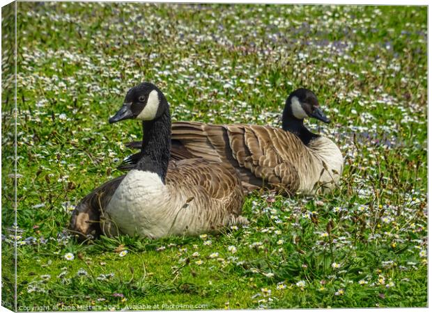 In amongst the Dasies Canvas Print by Jane Metters