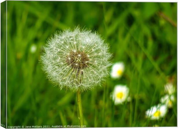 Dandelion Seeds  Canvas Print by Jane Metters