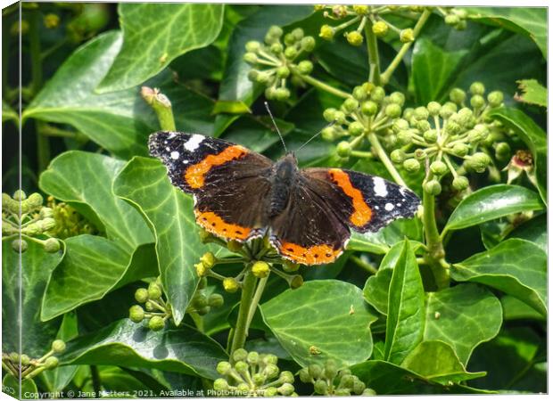 Red Admiral  Canvas Print by Jane Metters