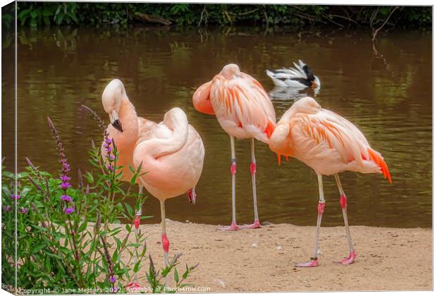 Flamingo Gathering  Canvas Print by Jane Metters