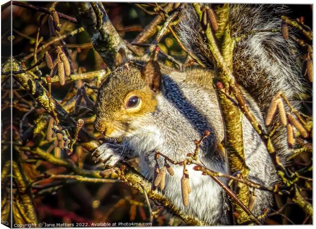 In Amongst The Branches Canvas Print by Jane Metters