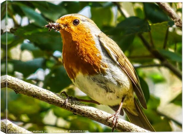 Free As A Bird  Canvas Print by Jane Metters