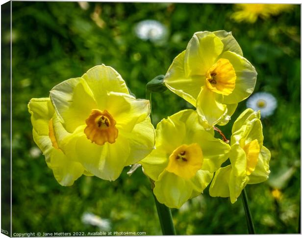 Daffodils in the Breeze  Canvas Print by Jane Metters