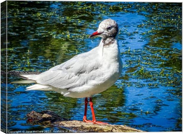 Perches on a Log Canvas Print by Jane Metters