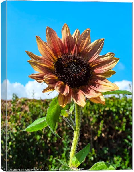 Sunflower  Canvas Print by Jane Metters