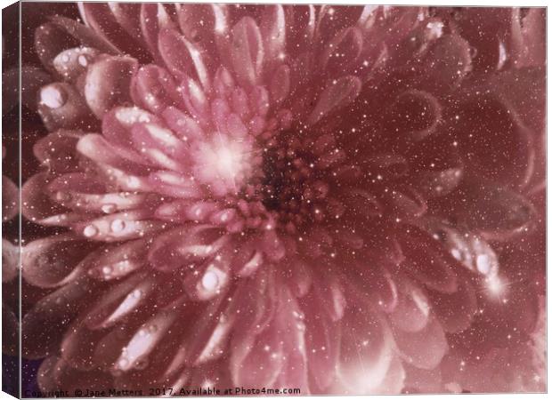               Chrysanthemum Sparkle                Canvas Print by Jane Metters