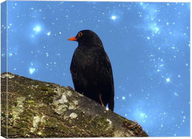 Blackbird with Sparkle Canvas Print by Jane Metters