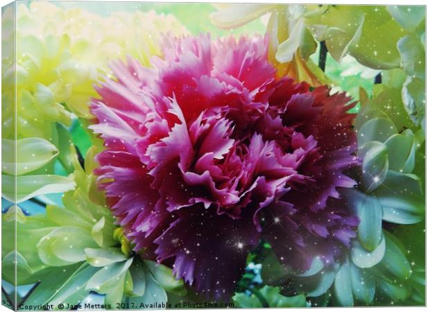 Twinkling Carnation                          Canvas Print by Jane Metters