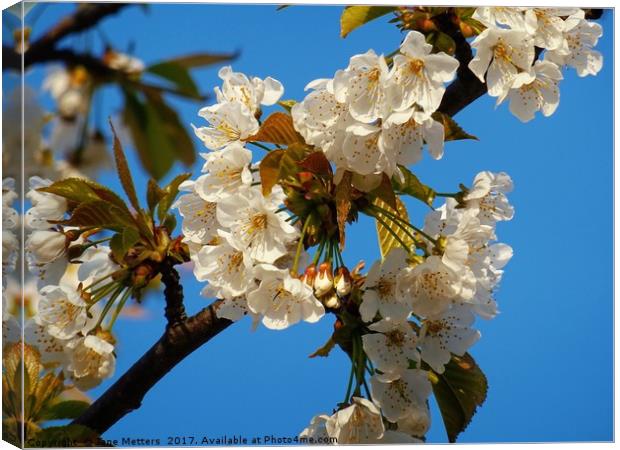 White Blossom Canvas Print by Jane Metters