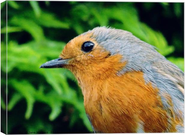 A Close-Up of a Robin Canvas Print by Jane Metters