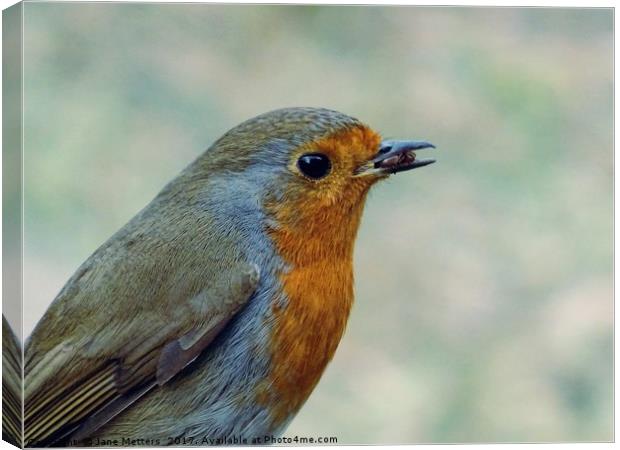 Robin in the Garden Canvas Print by Jane Metters