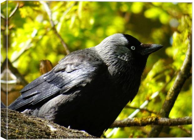 Jackdaw on a Branch Canvas Print by Jane Metters
