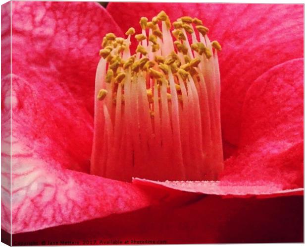 Camellia Close-Up Canvas Print by Jane Metters