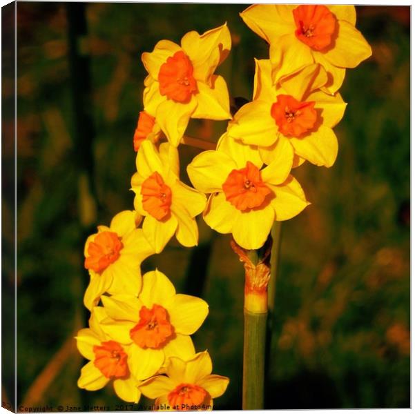 Daffodil in Bloom Canvas Print by Jane Metters