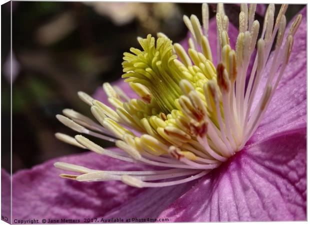       Clematis Close-Up                          Canvas Print by Jane Metters