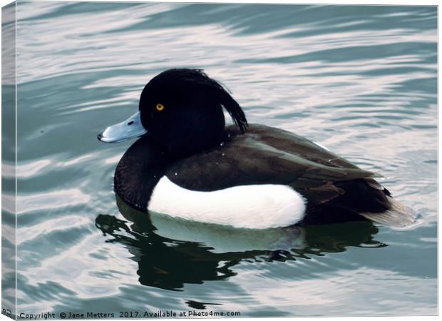 Tufted Duck Canvas Print by Jane Metters