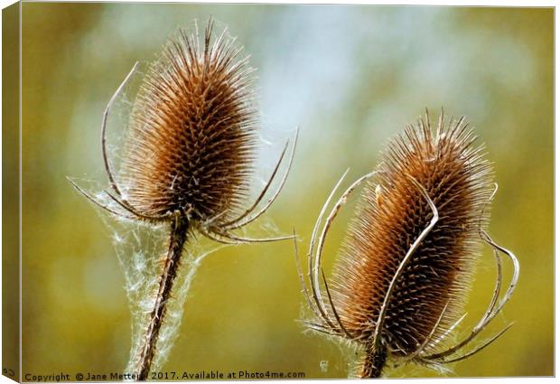         Teasels                        Canvas Print by Jane Metters