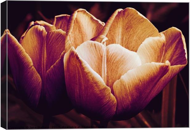 Tulips in Bloom Canvas Print by Jane Metters