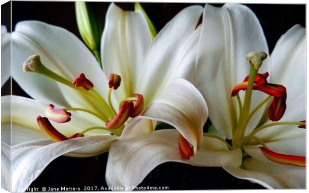 Two Lillies Canvas Print by Jane Metters