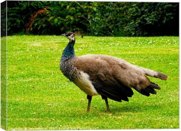         Peacock                         Canvas Print by Jane Metters