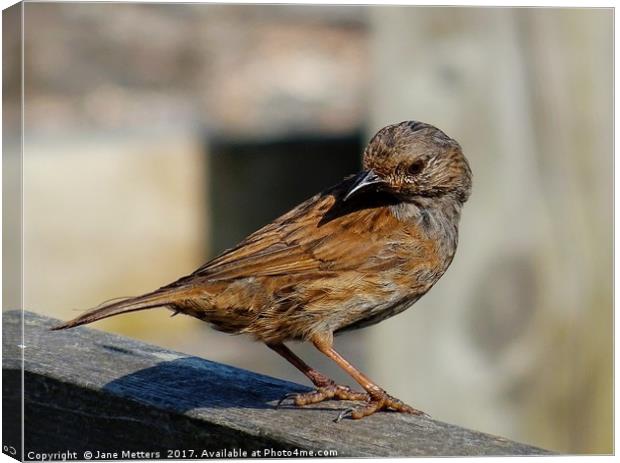         A Dunnock on the Fence                     Canvas Print by Jane Metters