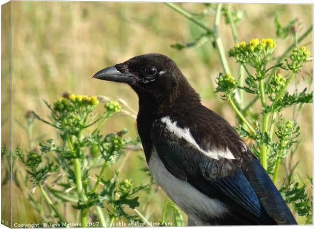          Magpie                       Canvas Print by Jane Metters