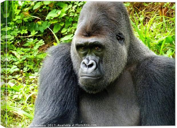      Gorilla Close Up                           Canvas Print by Jane Metters