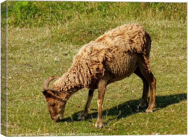 Sheep Grazing Canvas Print by Jane Metters