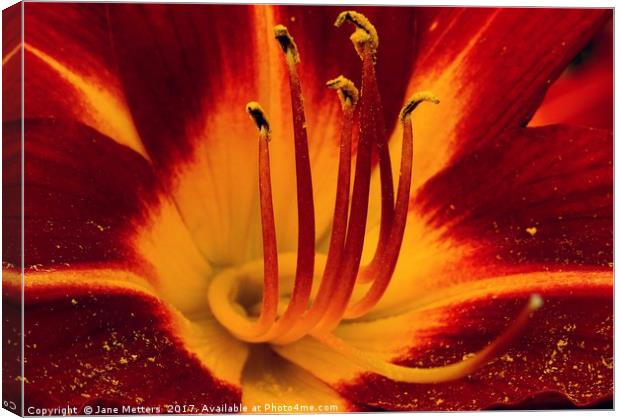     Deep Red Lilly                            Canvas Print by Jane Metters