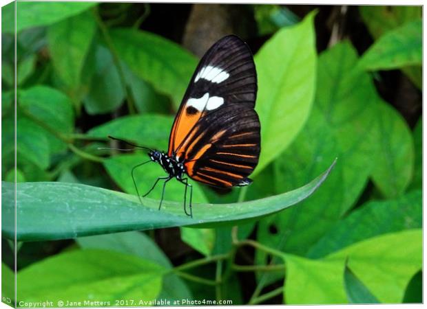        Heliconius Doris Butterfly                  Canvas Print by Jane Metters