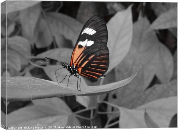           Doris Butterfly                      Canvas Print by Jane Metters