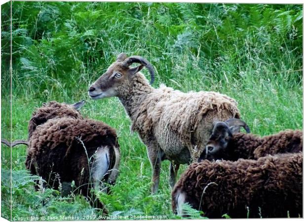 Soay Sheep Canvas Print by Jane Metters