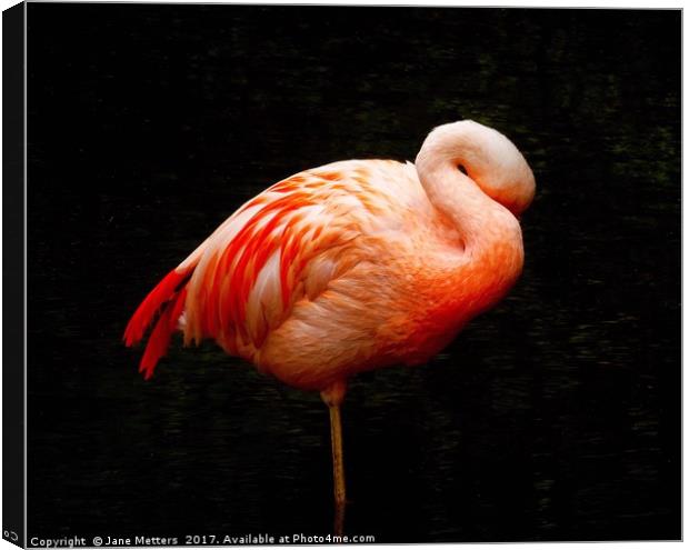 Flamingo Asleep Canvas Print by Jane Metters