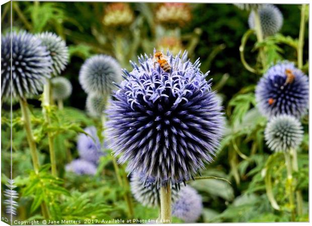         Globe Thistle                         Canvas Print by Jane Metters