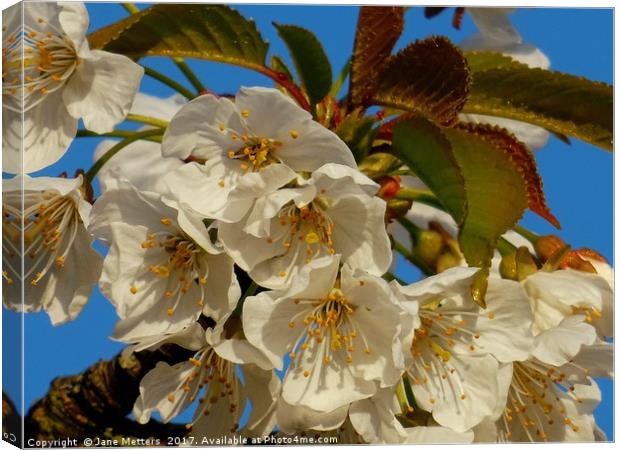    A Branch of White Blossom                       Canvas Print by Jane Metters