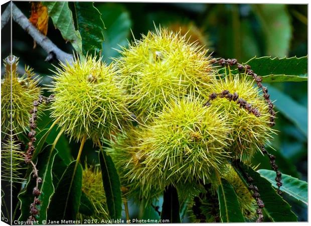   Chestnuts           Canvas Print by Jane Metters