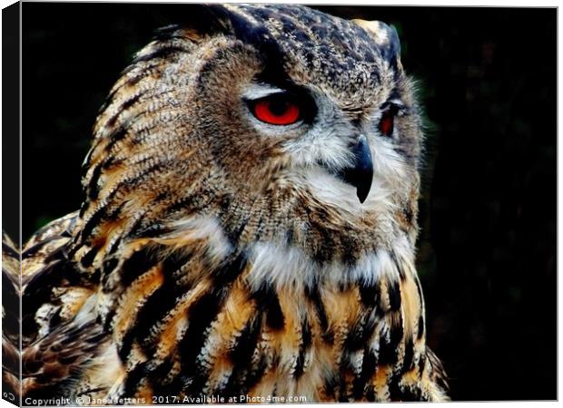 Eurasian Eagle-Owl Canvas Print by Jane Metters