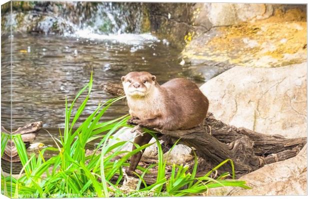       Asian Small Clawed Otter                     Canvas Print by Jane Metters