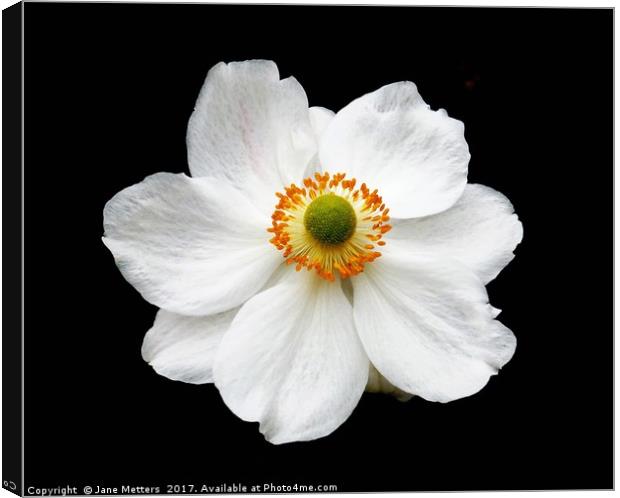 Narcissus Canvas Print by Jane Metters
