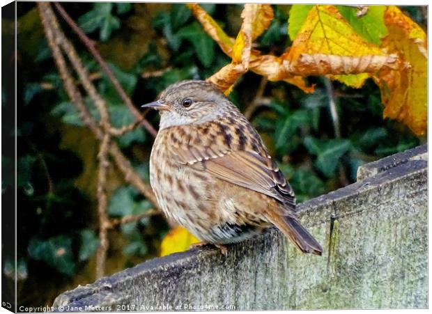        Dunnock                         Canvas Print by Jane Metters