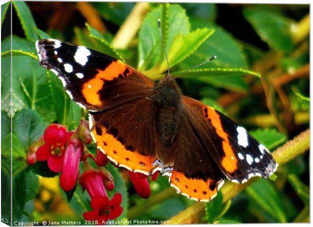           Red Admiral Butterfly                    Canvas Print by Jane Metters