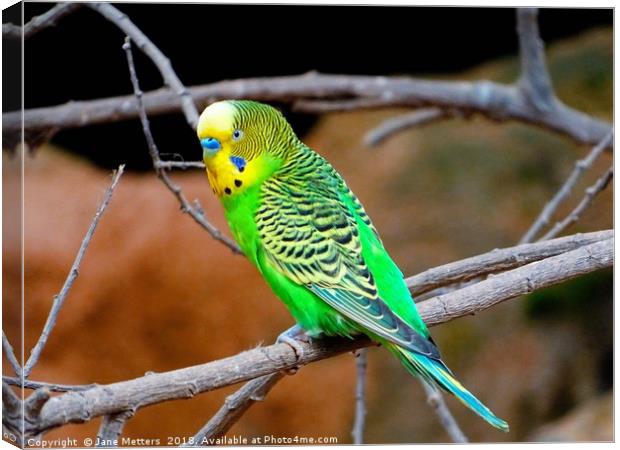             Budgerigar                    Canvas Print by Jane Metters