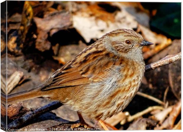      Dunnock                           Canvas Print by Jane Metters