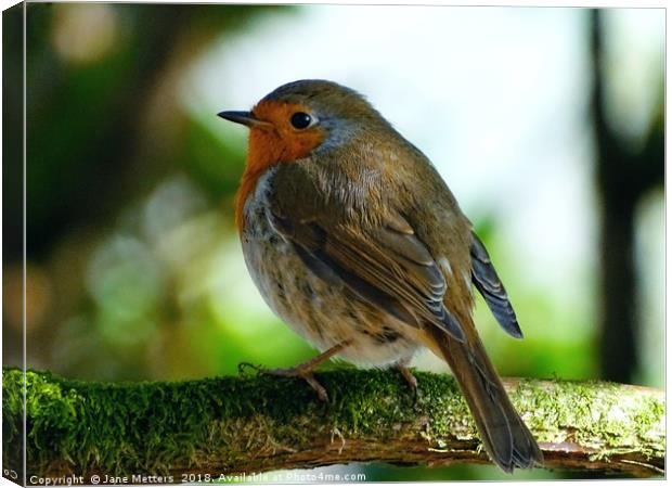      Robin Red Brest                           Canvas Print by Jane Metters