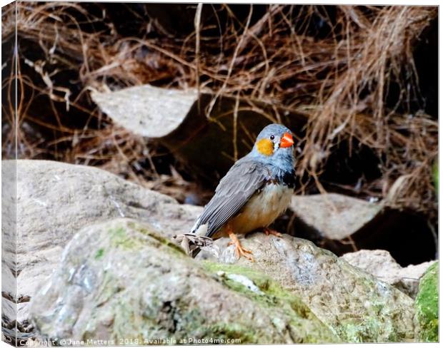 Zebra Finch Canvas Print by Jane Metters