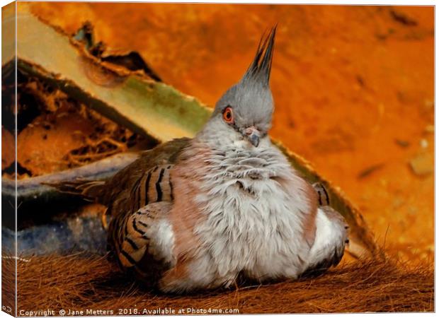 The Crested Pigeon Canvas Print by Jane Metters