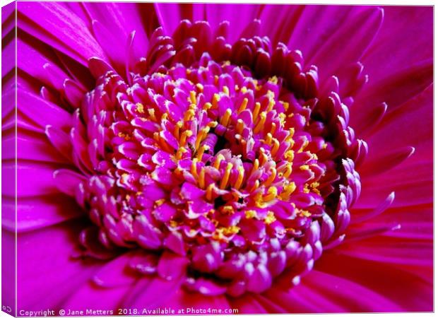 Pink Gerbera Canvas Print by Jane Metters