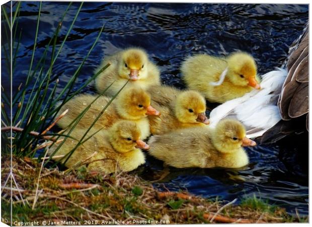       Sticking Close to Mum                        Canvas Print by Jane Metters