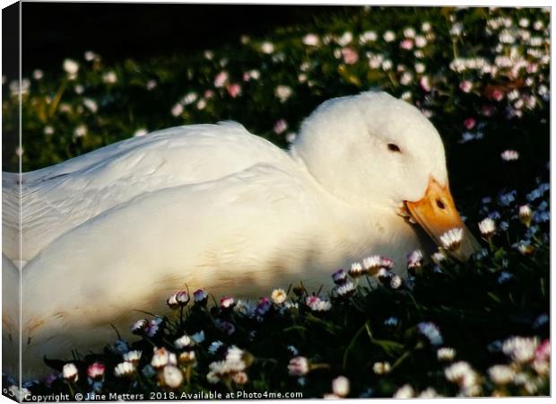          Daisy Bed                       Canvas Print by Jane Metters